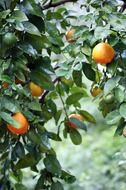 Oranges on a tree on a rainy day