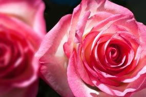 Two buds of pink rose closeup