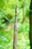 gold bamboo sprout macro view