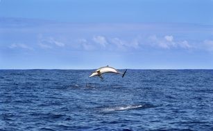 jumping dolphin in indian ocean