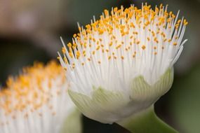 tender white blood flower macro
