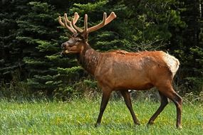 deer in national park in canada