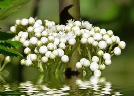 white rowan berries