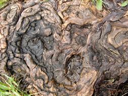 Picture of root wood