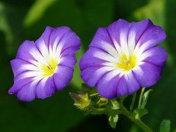 beautiful and delightful morning glory