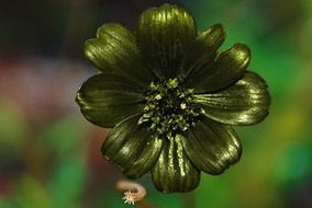 beautiful golden dahlia