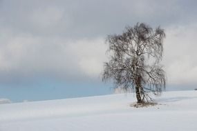 lonely tree in the middle of winter