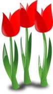 drawing of red tulips in computer graphics