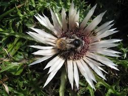 silver thistle and bee