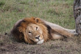 wild lion is resting on the dry grass in Africa