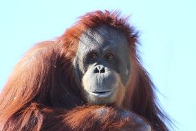 portrait of orangutan ape