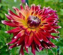 red and yello- orange dahlia flower