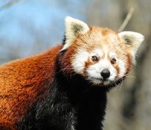 cute red panda in wildlife