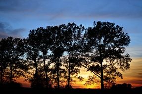 trees in the park on a background of bright sunset