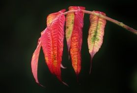 rhus with colorful leaves