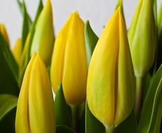 buds of yellow spring tulips