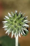 bud of green and white plant blossom