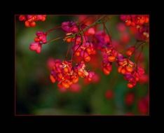 closeup photo of small red flowers on a bush