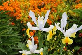 white flowers with long petals on a flower meadow