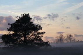 coniferous tree in winter evening, netherlands, veluwe