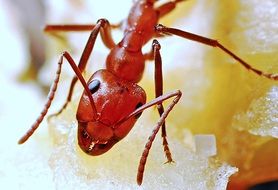 red ant closeup