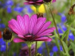 closeup photo of purple flower among meadow flowers