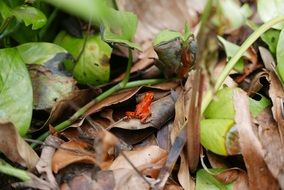 red frog on leaves in South America