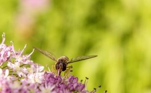 fly hovering over the lilacs