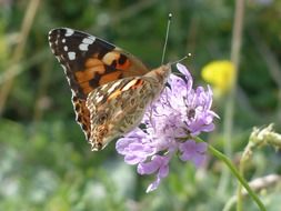 painted lady butterfly on a purple flower