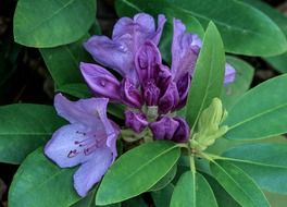 Violet rhododendron flowers