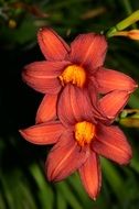 orange lily in nature