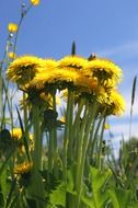 Yellow dandelions in a meadow