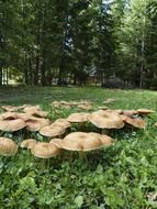 wild mushrooms in the autumn forest