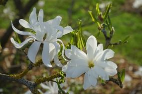 White magnolia is a decorative shrub