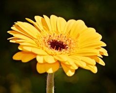 bright yellow gerbera closeup