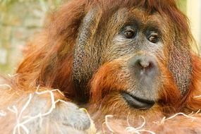 big orange monkey closeup