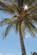 Green palm tree in Costa Rica