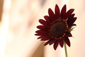 burgundy sunflower