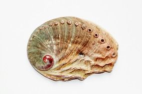 Old shell of the sea animal