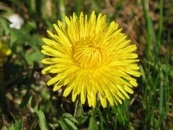 yellow young dandelion in a green meadow