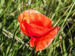 Red poppy on the green corner