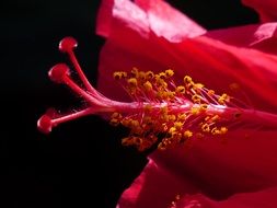 hibiscus flower pollen