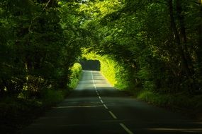highway through forest alley
