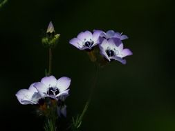 Gilia tricolor is an annual flowering plant in the Phlox family
