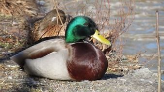 duck with green head on a sunny day