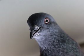 Wild grey pigeon close-up on blurred background