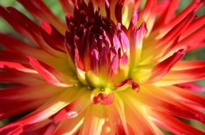 yellow orange summer flower close up