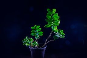 orchid flower plant on the black background