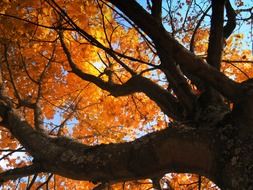 deciduous tree in golden autumn