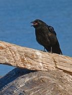 Beautiful croaking black crow on the wood near the water